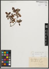 Foto von Salix starkeana Willd.